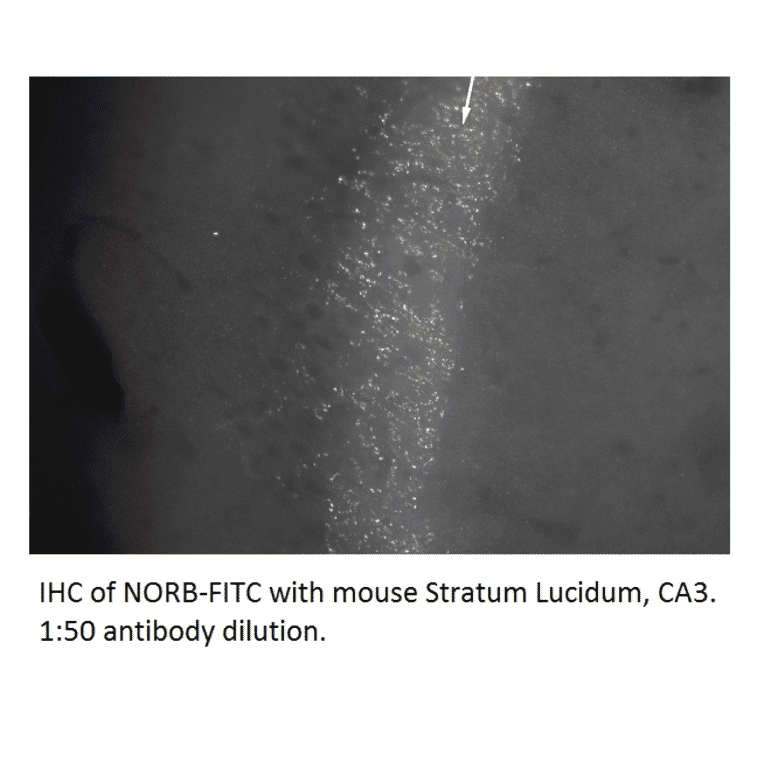 Anti-Neurochondrin Antibody (FITC) from FabGennix (NORB-FITC) - Antibodies.com