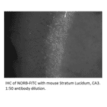 Anti-Neurochondrin Antibody (FITC) from FabGennix (NORB-FITC) - Antibodies.com