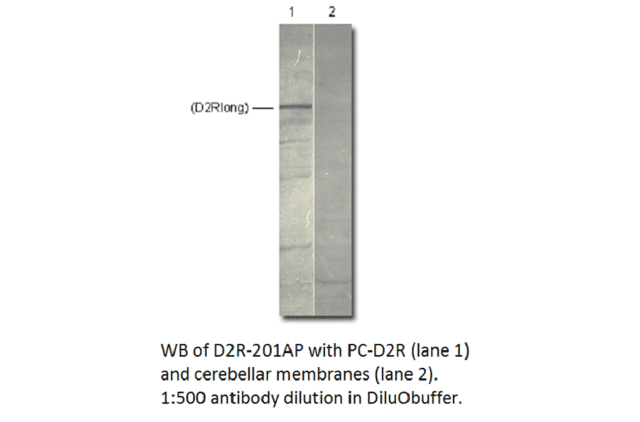 Anti-Dopamine D2 Receptor Antibody from FabGennix (D2R-201AP) - Antibodies.com