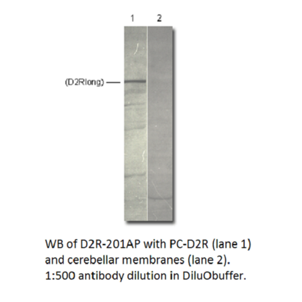 Anti-Dopamine D2 Receptor Antibody from FabGennix (D2R-201AP) - Antibodies.com