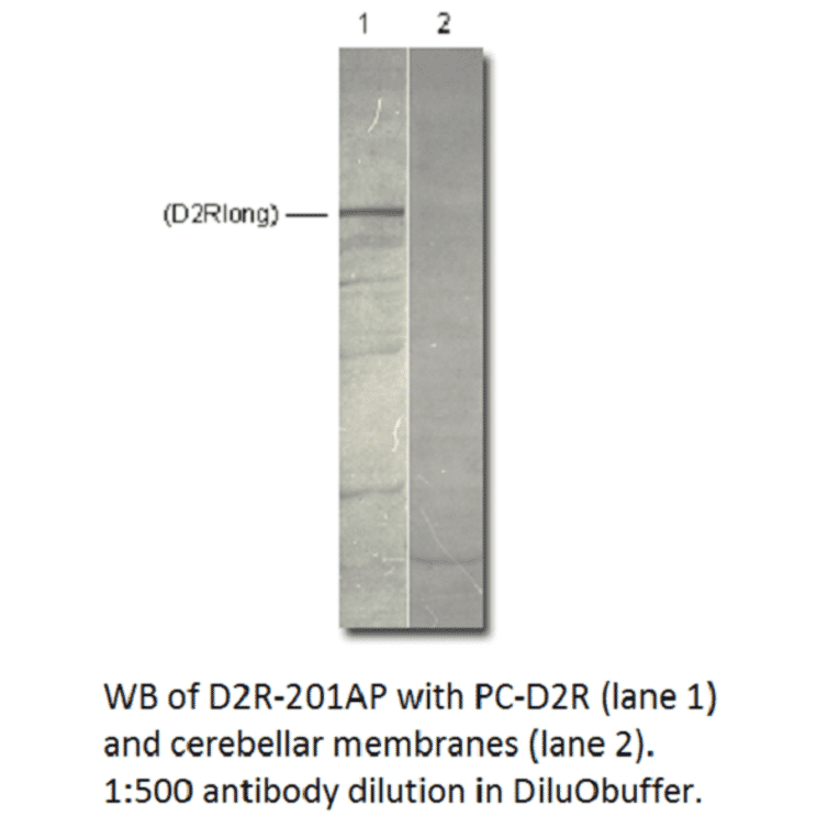 Anti-Dopamine D2 Receptor Antibody from FabGennix (D2R-201AP) - Antibodies.com