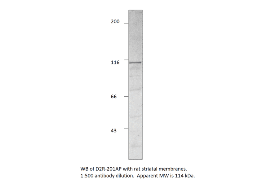 Anti-Dopamine D2 Receptor Antibody from FabGennix (D2R-201AP) - Antibodies.com