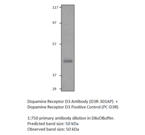 Anti-Dopamine Receptor D3 Antibody from FabGennix (D3R-301AP) - Antibodies.com