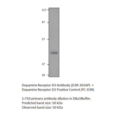 Anti-Dopamine Receptor D3 Antibody from FabGennix (D3R-301AP) - Antibodies.com