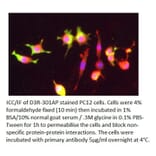 Anti-Dopamine Receptor D3 Antibody from FabGennix (D3R-301AP) - Antibodies.com