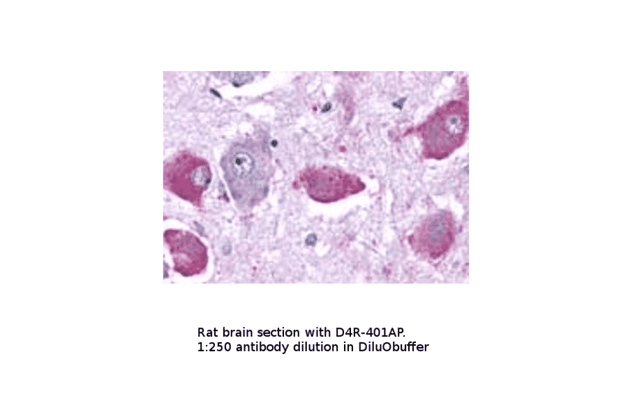 Anti-Dopamine Receptor D4 Antibody from FabGennix (D4R-401AP) - Antibodies.com