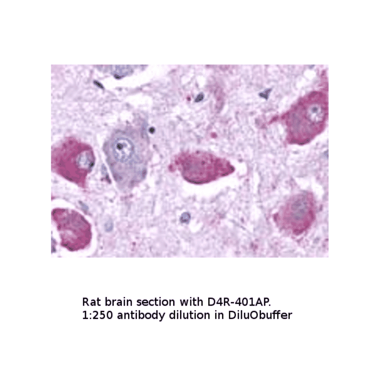 Anti-Dopamine Receptor D4 Antibody from FabGennix (D4R-401AP) - Antibodies.com