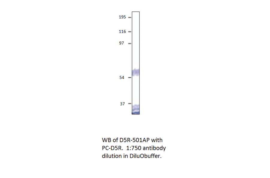 Anti-Dopamine D5 Receptor Antibody from FabGennix (D5R-501AP) - Antibodies.com