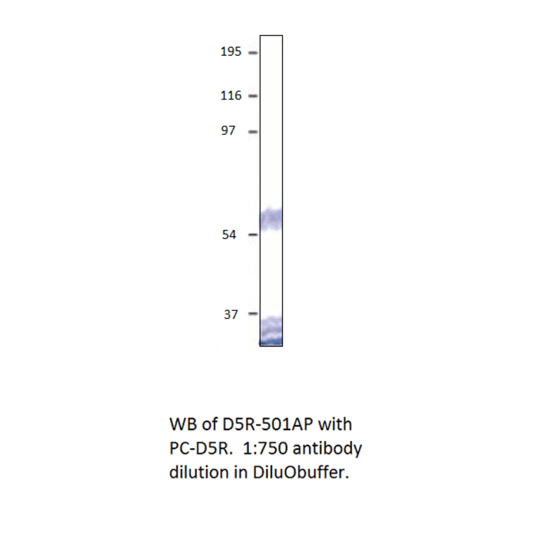 Anti-Dopamine D5 Receptor Antibody from FabGennix (D5R-501AP) - Antibodies.com