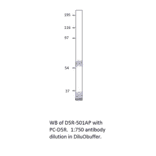 Anti-Dopamine D5 Receptor Antibody from FabGennix (D5R-501AP) - Antibodies.com