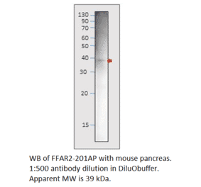 Anti-GPCR GPR43 / FFAR2 Antibody from FabGennix (FFAR2-201AP) - Antibodies.com