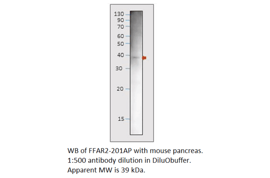 Anti-GPCR GPR43 / FFAR2 Antibody from FabGennix (FFAR2-201AP) - Antibodies.com