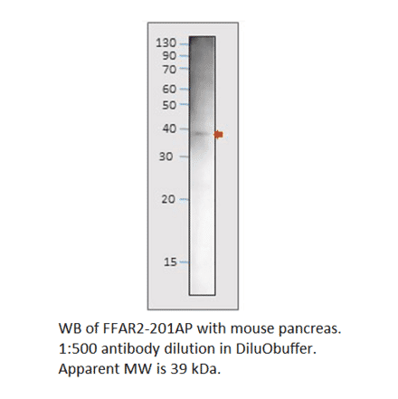 Anti-GPCR GPR43 / FFAR2 Antibody from FabGennix (FFAR2-201AP) - Antibodies.com