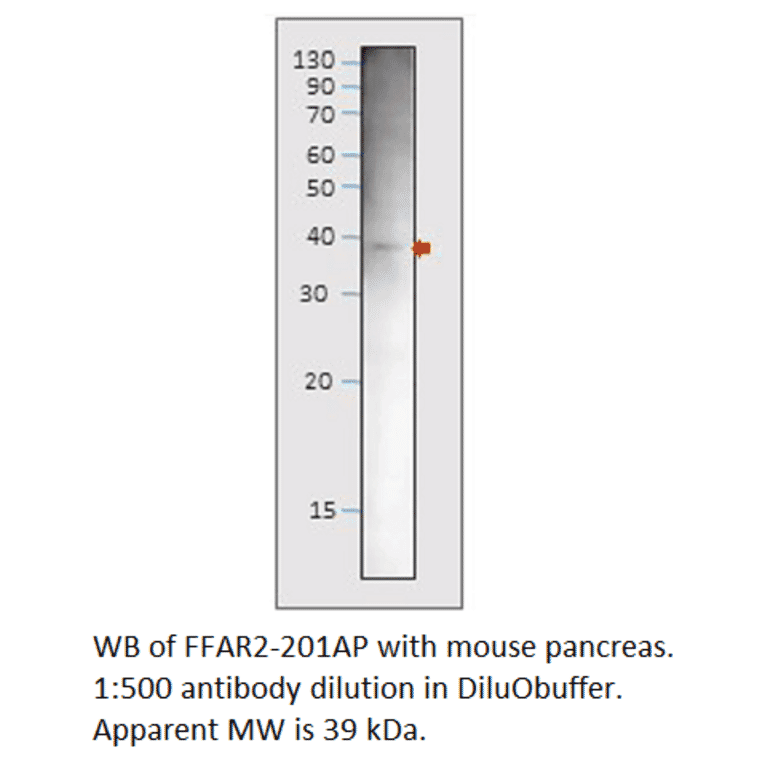 Anti-GPCR GPR43 / FFAR2 Antibody from FabGennix (FFAR2-201AP) - Antibodies.com