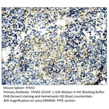 Anti-GPCR GPR43 / FFAR2 Antibody from FabGennix (FFAR2-201AP) - Antibodies.com
