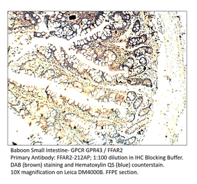 Anti-GPCR GPR43 / FFAR2 Antibody from FabGennix (FFAR2-212AP) - Antibodies.com