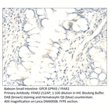 Anti-GPCR GPR43 / FFAR2 Antibody from FabGennix (FFAR2-212AP) - Antibodies.com