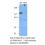 Anti-Phospho-MAP3K12 Antibody from FabGennix (PMAP3K12-140AP) - Antibodies.com