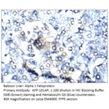 Anti-Alpha 1 Fetoprotein Antibody from FabGennix (AFP-101AP) - Antibodies.com