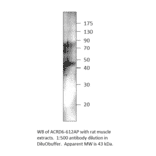 Anti-Atypical Chemokine Receptor D6 Antibody from FabGennix (ACRD6-612AP) - Antibodies.com