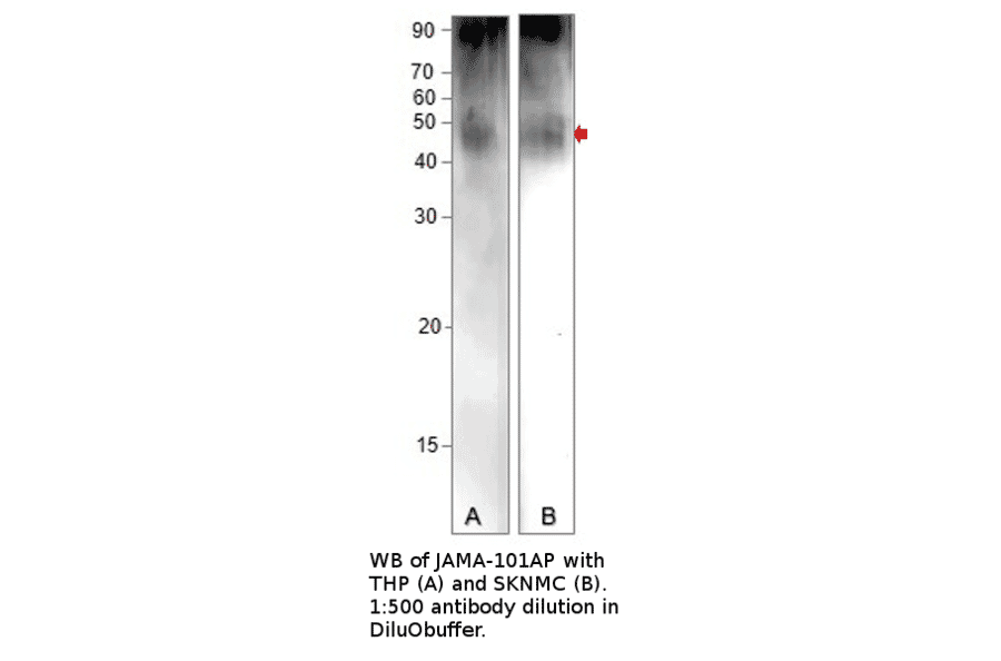 Anti-Junctional Adhesion Molecule 1 Antibody from FabGennix (JAMA-101AP) - Antibodies.com