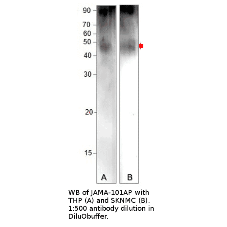 Anti-Junctional Adhesion Molecule 1 Antibody from FabGennix (JAMA-101AP) - Antibodies.com