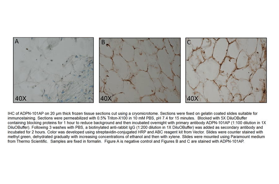 Anti-Adiponectin Antibody (FITC) from FabGennix (ADPN-FITC) - Antibodies.com
