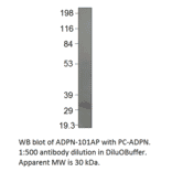 Anti-Adiponectin Antibody (FITC) from FabGennix (ADPN-FITC) - Antibodies.com