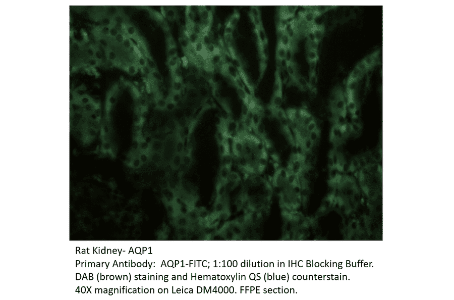 Anti-Aquaporin 1 Antibody (FITC) from FabGennix (AQP1-FITC) - Antibodies.com