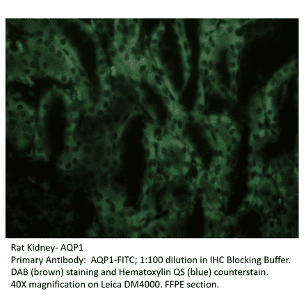 Anti-Aquaporin 1 Antibody (FITC) from FabGennix (AQP1-FITC) - Antibodies.com