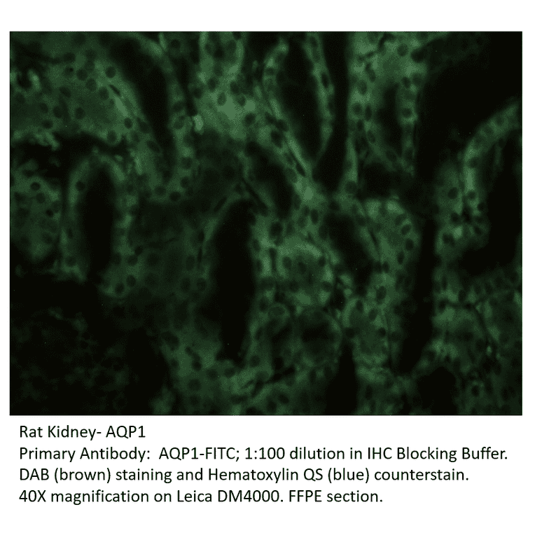 Anti-Aquaporin 1 Antibody (FITC) from FabGennix (AQP1-FITC) - Antibodies.com