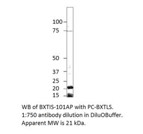 Anti-Beta crystallin S Antibody from FabGennix (BXTL-201AP) - Antibodies.com