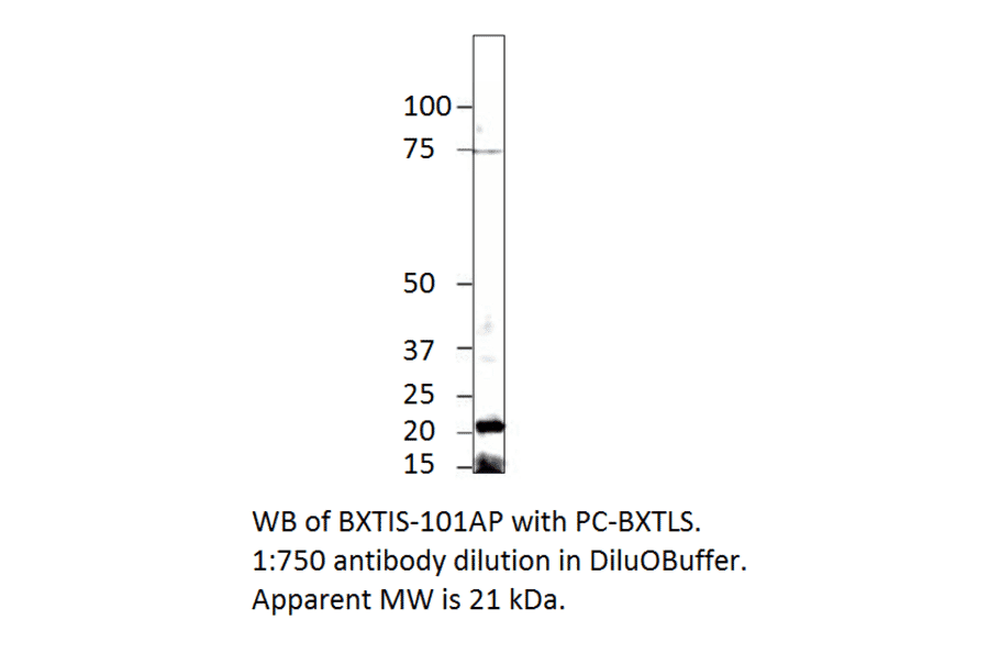 Anti-Beta crystallin S Antibody from FabGennix (BXTL-201AP) - Antibodies.com