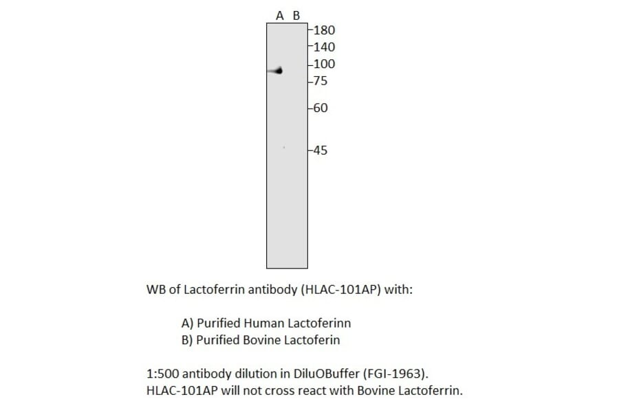 Anti-Human Lactoferrin Antibody from FabGennix (HLAC-101AP) - Antibodies.com