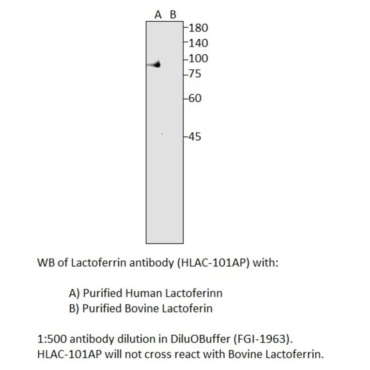 Anti-Human Lactoferrin Antibody from FabGennix (HLAC-101AP) - Antibodies.com