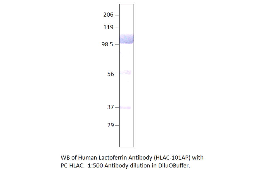 Anti-Human Lactoferrin Antibody from FabGennix (HLAC-101AP) - Antibodies.com