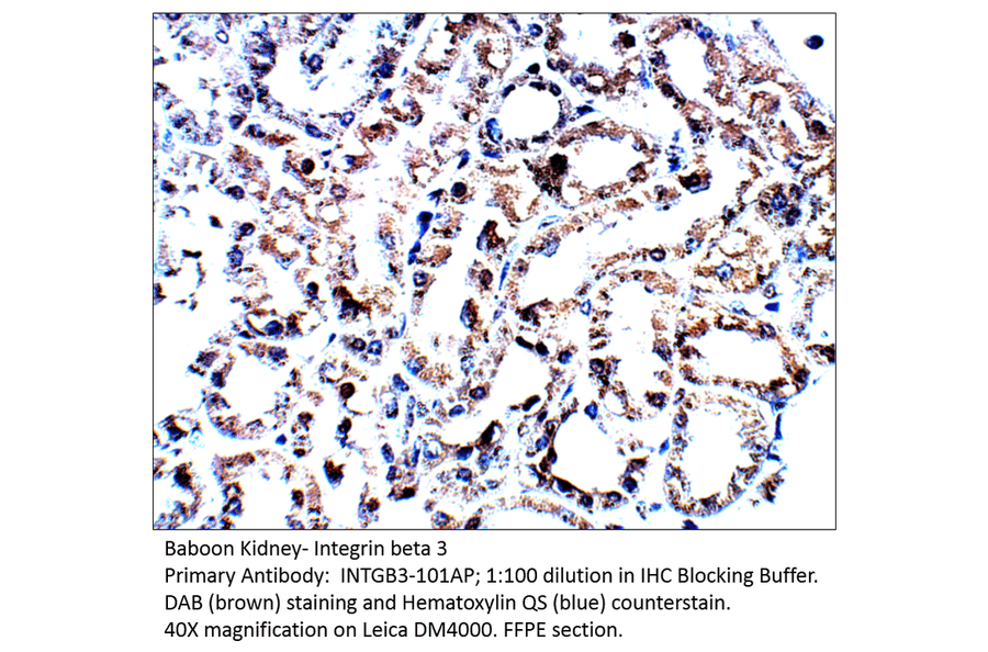 Anti-Integrin beta 3 Antibody from FabGennix (INTGB3-101AP) - Antibodies.com