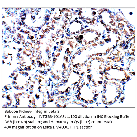 Anti-Integrin beta 3 Antibody from FabGennix (INTGB3-101AP) - Antibodies.com