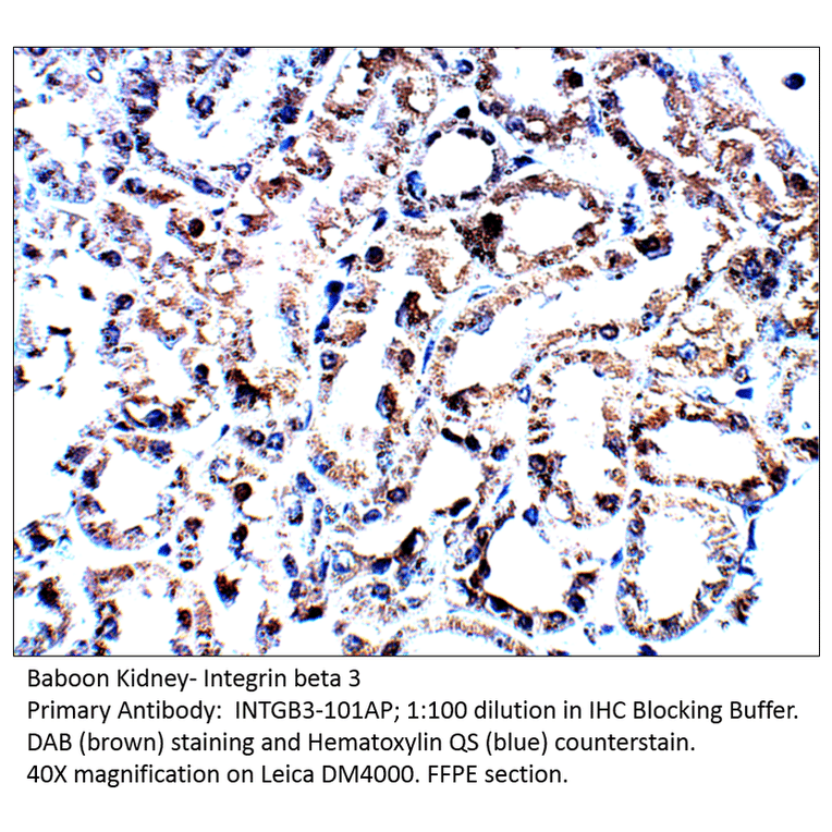 Anti-Integrin beta 3 Antibody from FabGennix (INTGB3-101AP) - Antibodies.com