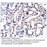 Anti-Integrin beta 3 Antibody from FabGennix (INTGB3-101AP) - Antibodies.com