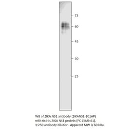 Anti-Zika Virus NS1 Antibody from FabGennix (ZIKANS1-101AP) - Antibodies.com