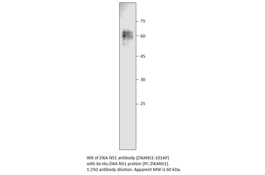 Anti-Zika Virus NS1 Antibody from FabGennix (ZIKANS1-101AP) - Antibodies.com