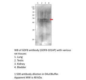 Anti-GDF8 / Myostatin Antibody from FabGennix (GDF8-801AP) - Antibodies.com