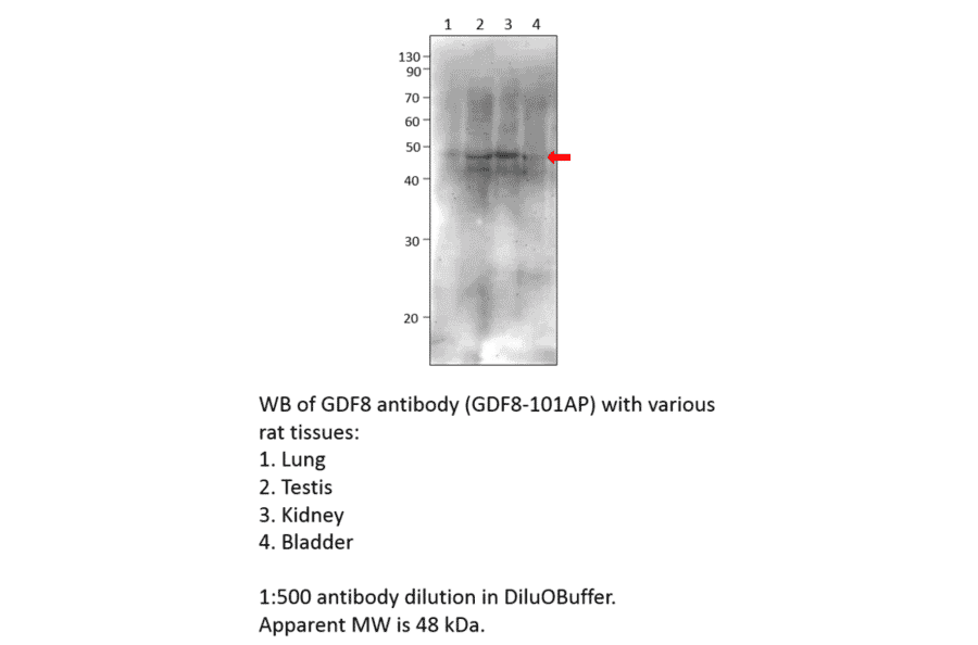 Anti-GDF8 / Myostatin Antibody from FabGennix (GDF8-801AP) - Antibodies.com