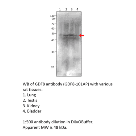 Anti-GDF8 / Myostatin Antibody from FabGennix (GDF8-801AP) - Antibodies.com