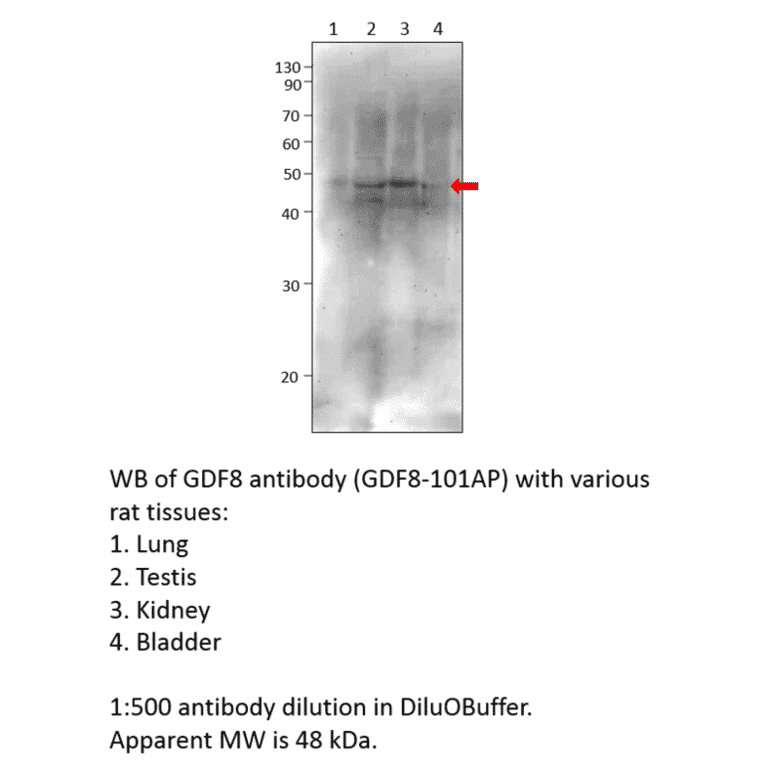 Anti-GDF8 / Myostatin Antibody from FabGennix (GDF8-801AP) - Antibodies.com