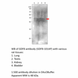 Anti-GDF8 / Myostatin Antibody from FabGennix (GDF8-801AP) - Antibodies.com