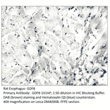 Anti-GDF8 / Myostatin Antibody from FabGennix (GDF8-801AP) - Antibodies.com