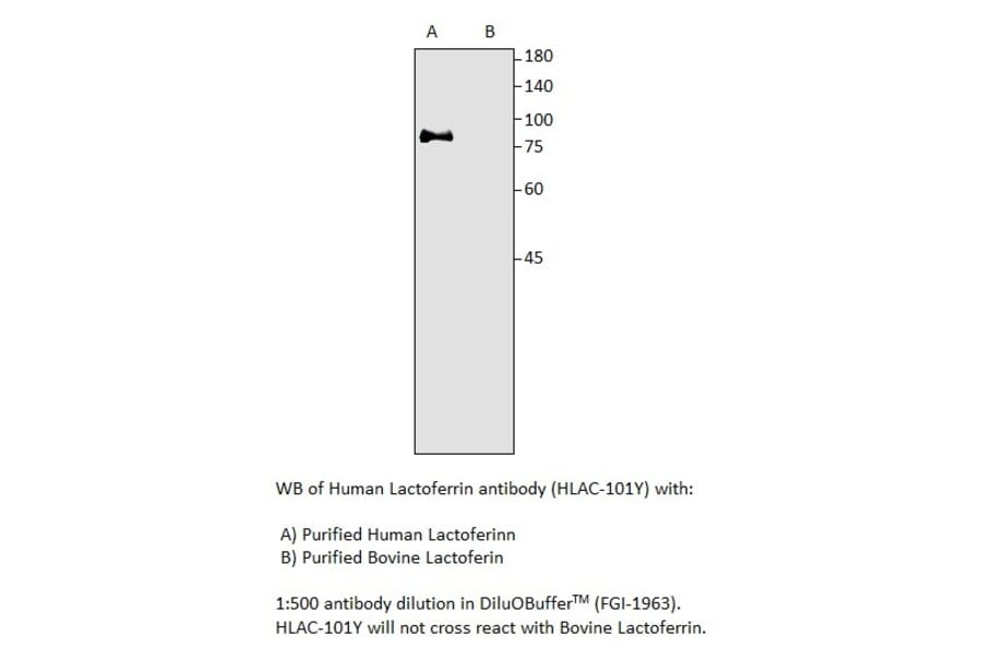 Anti-Human Lactoferrin Antibody from FabGennix (HLAC-101Y) - Antibodies.com