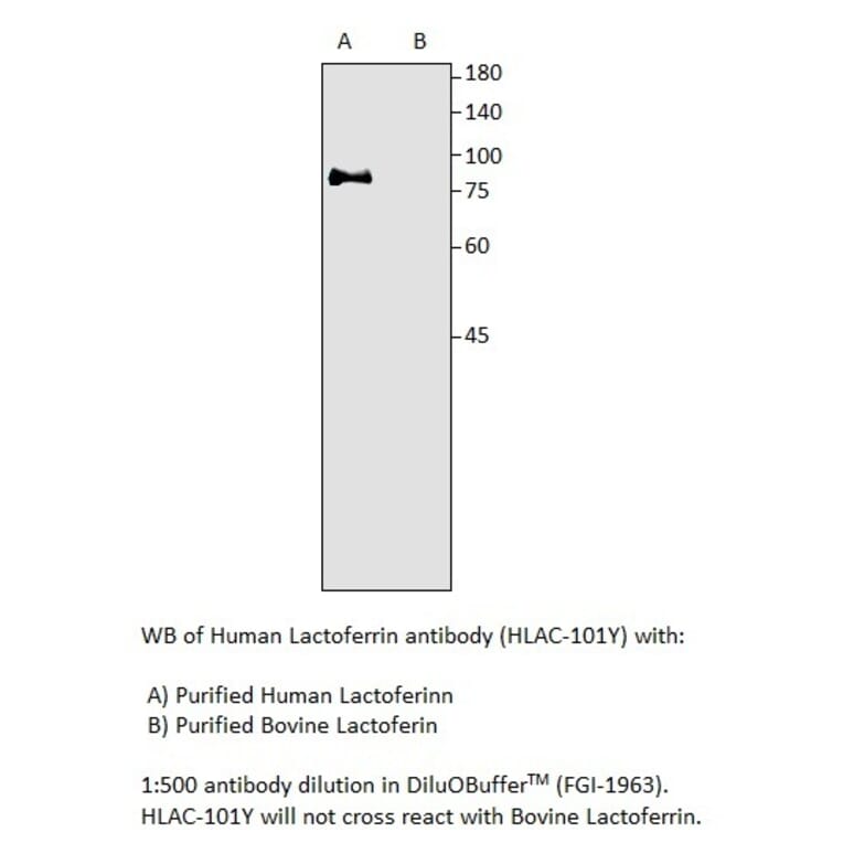 Anti-Human Lactoferrin Antibody from FabGennix (HLAC-101Y) - Antibodies.com